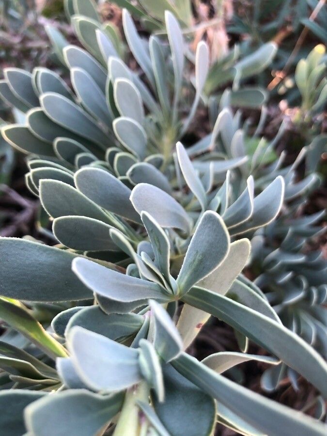 Hertia cheirifolia — search result for 'Tunisia'