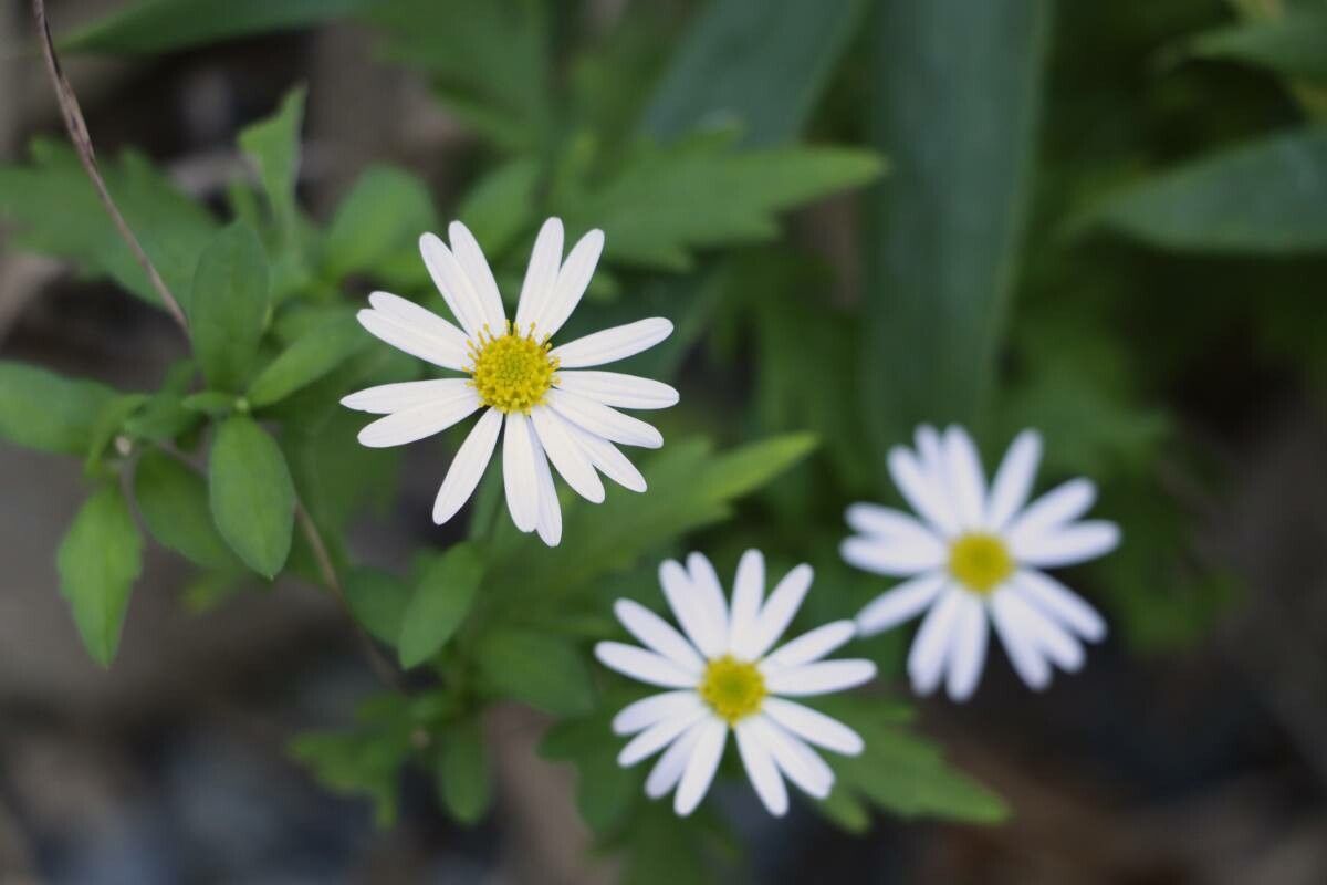 Aster iinumae — houseplant care guide