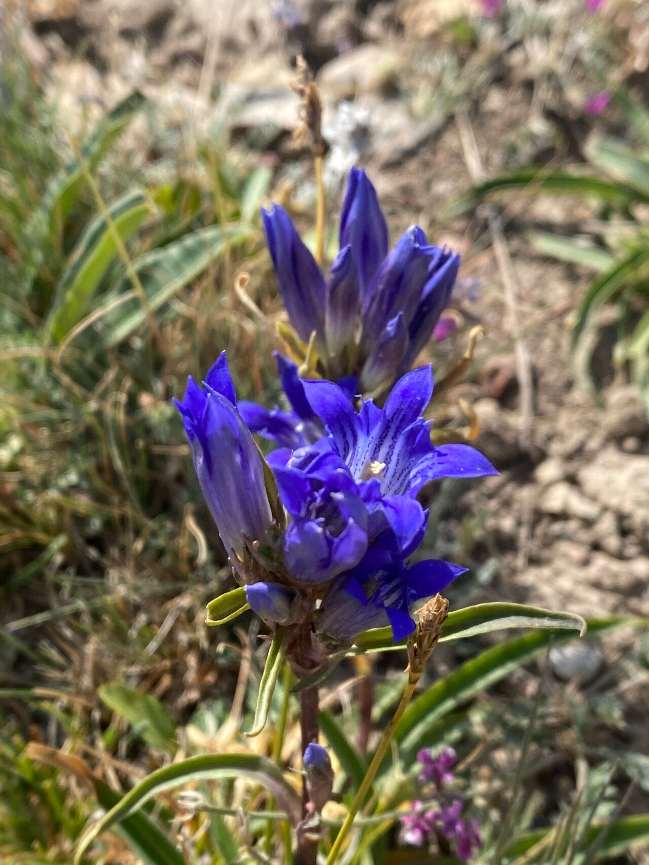 Gentiana affinis flower