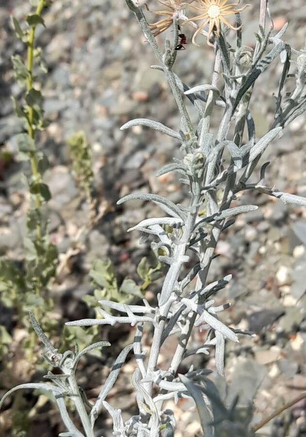 Seriphidium mendozanum — related species from the same genus