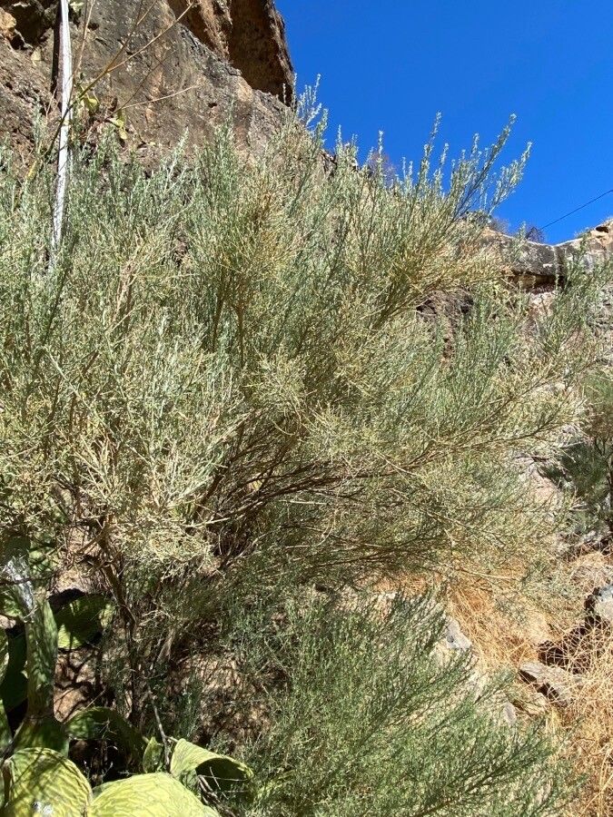 Genista microphylla habit