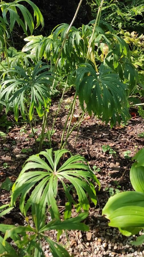 Syneilesis palmata habit