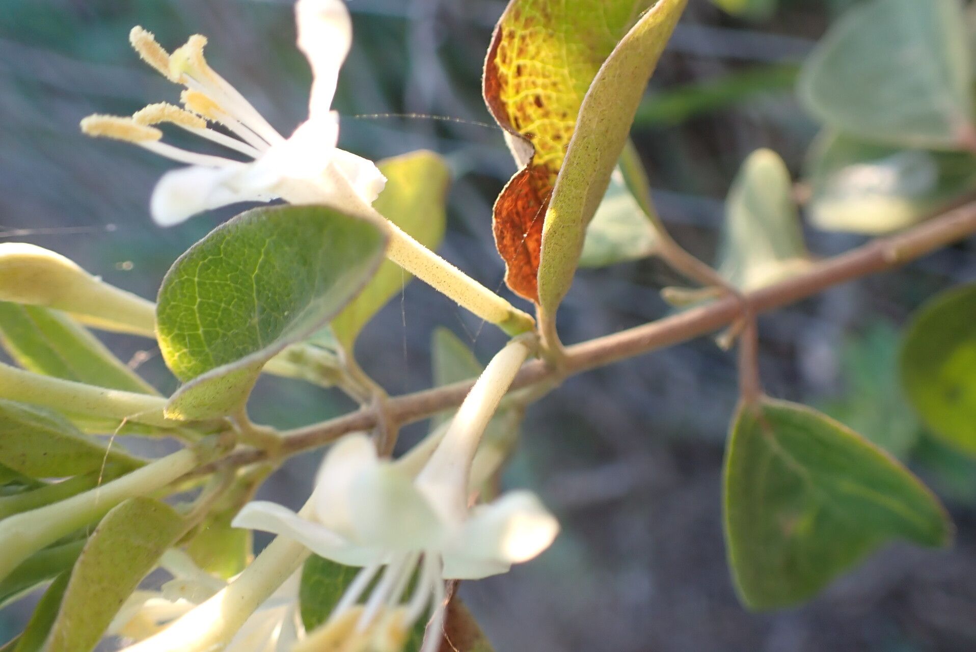 Lonicera biflora flower