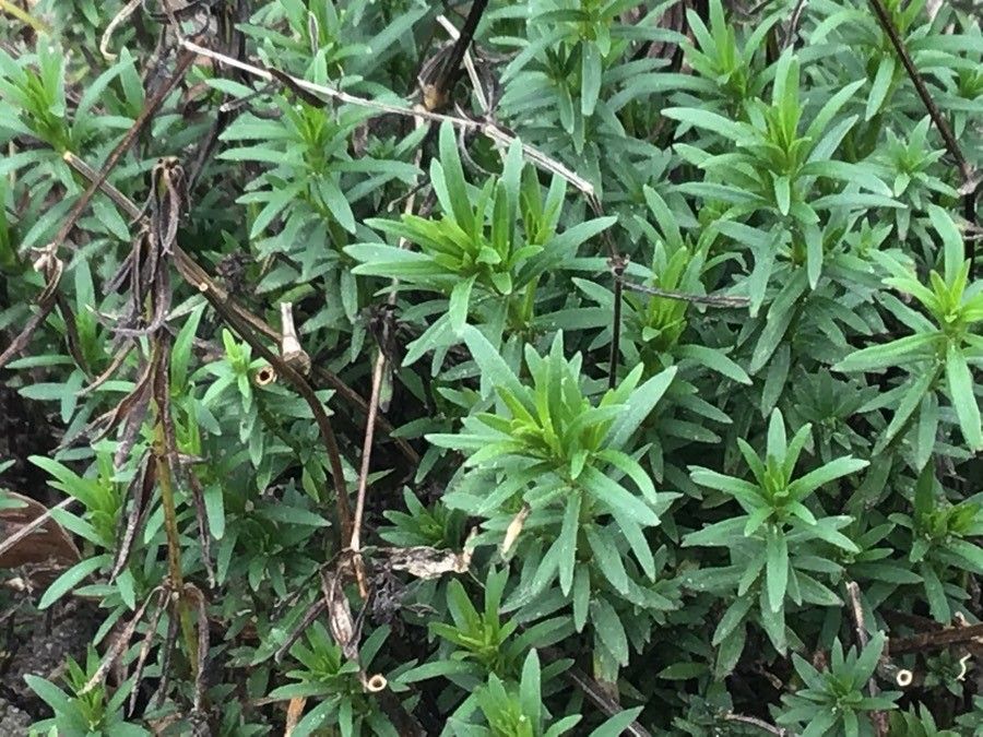 Asperula tinctoria — search result for 'Asperula'