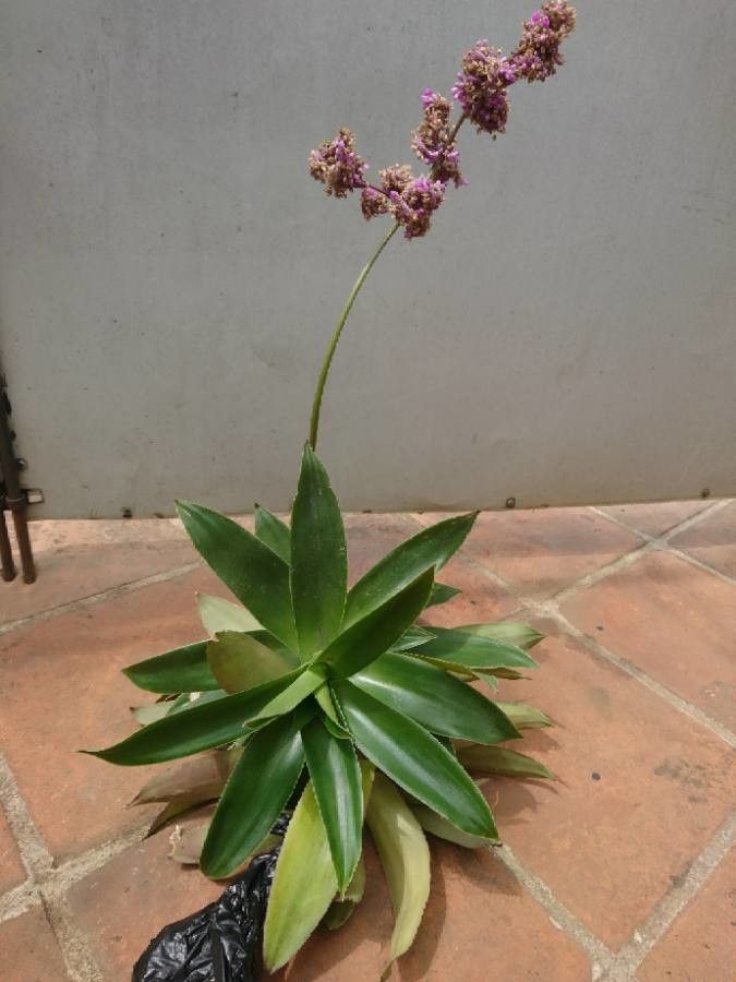 Callisia warszewicziana — houseplant care guide