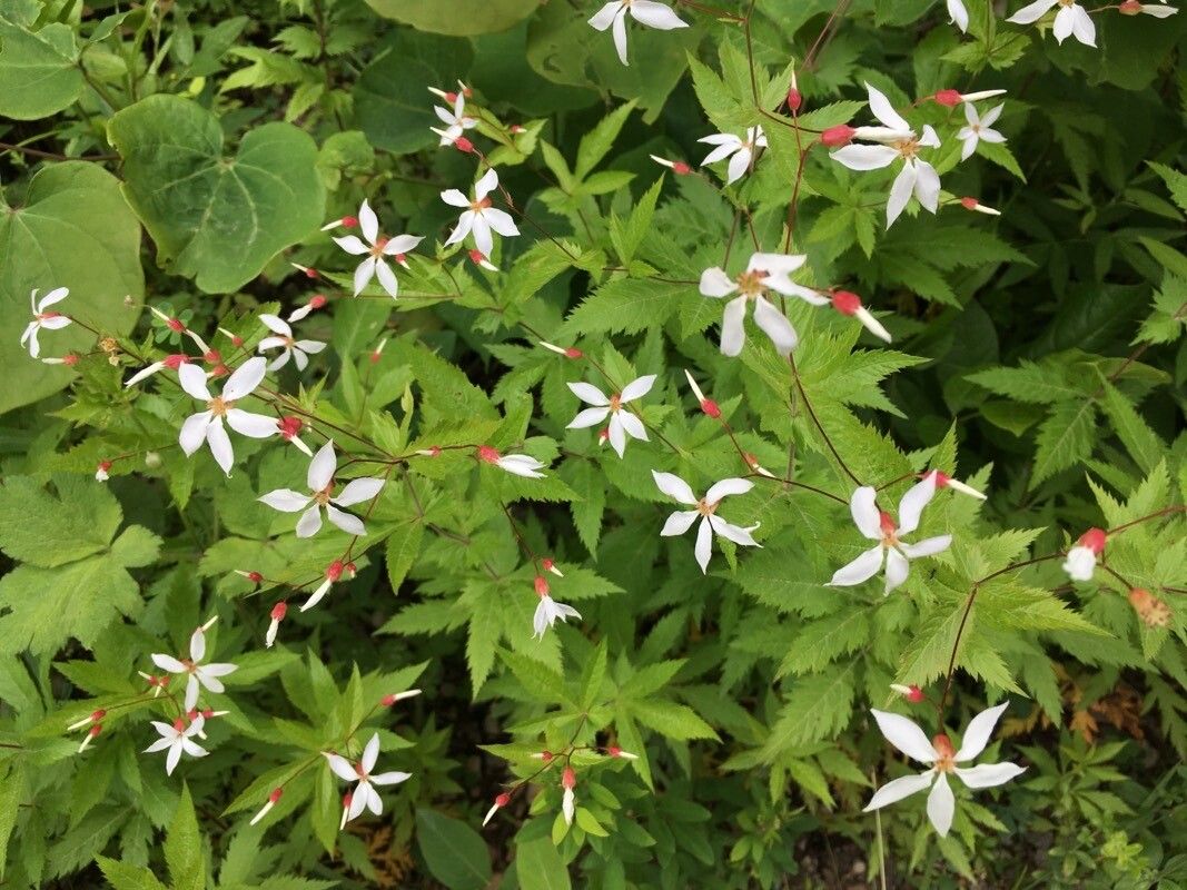 Gillenia stipulata flower