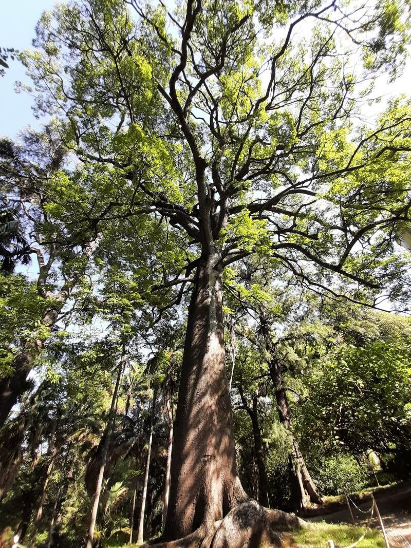Ceiba crispiflora habit