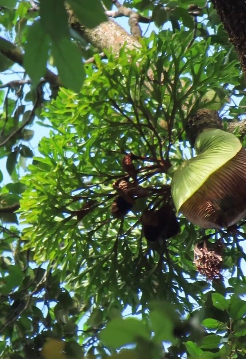 Platycerium ridleyi leaf