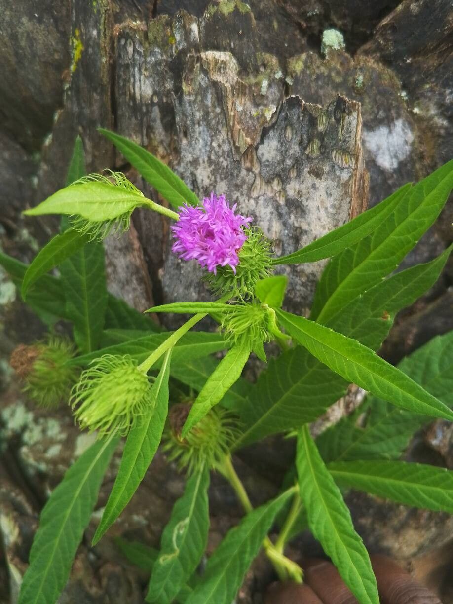 Vernonia galamensis — search result for 'Vernonia'