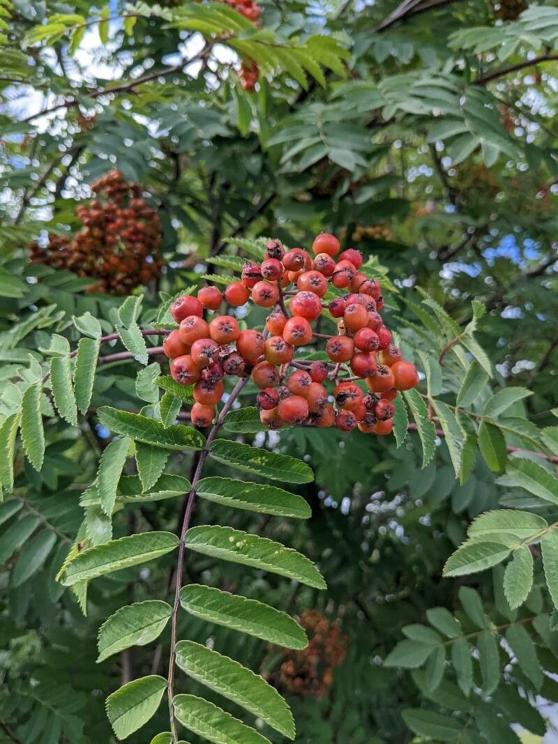 Sorbus scopulina fruit