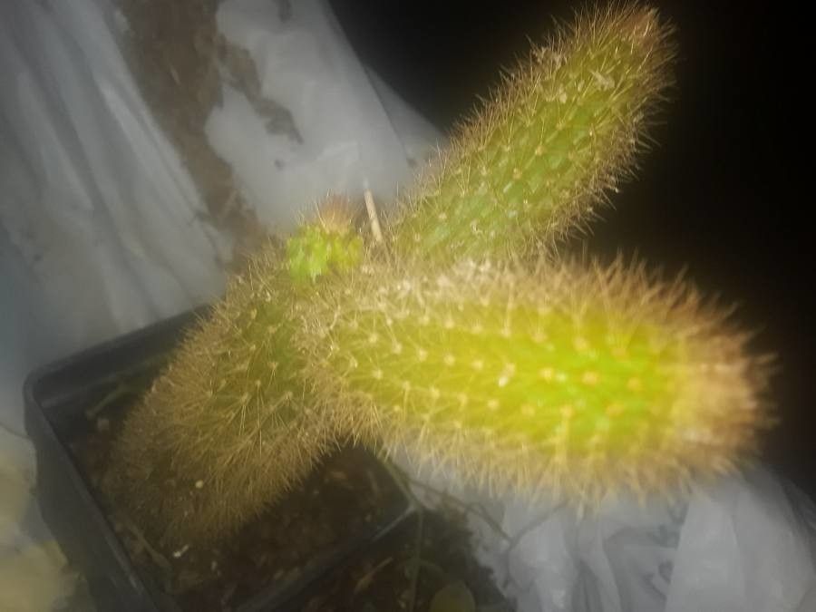 Aporocactus moennighoffii