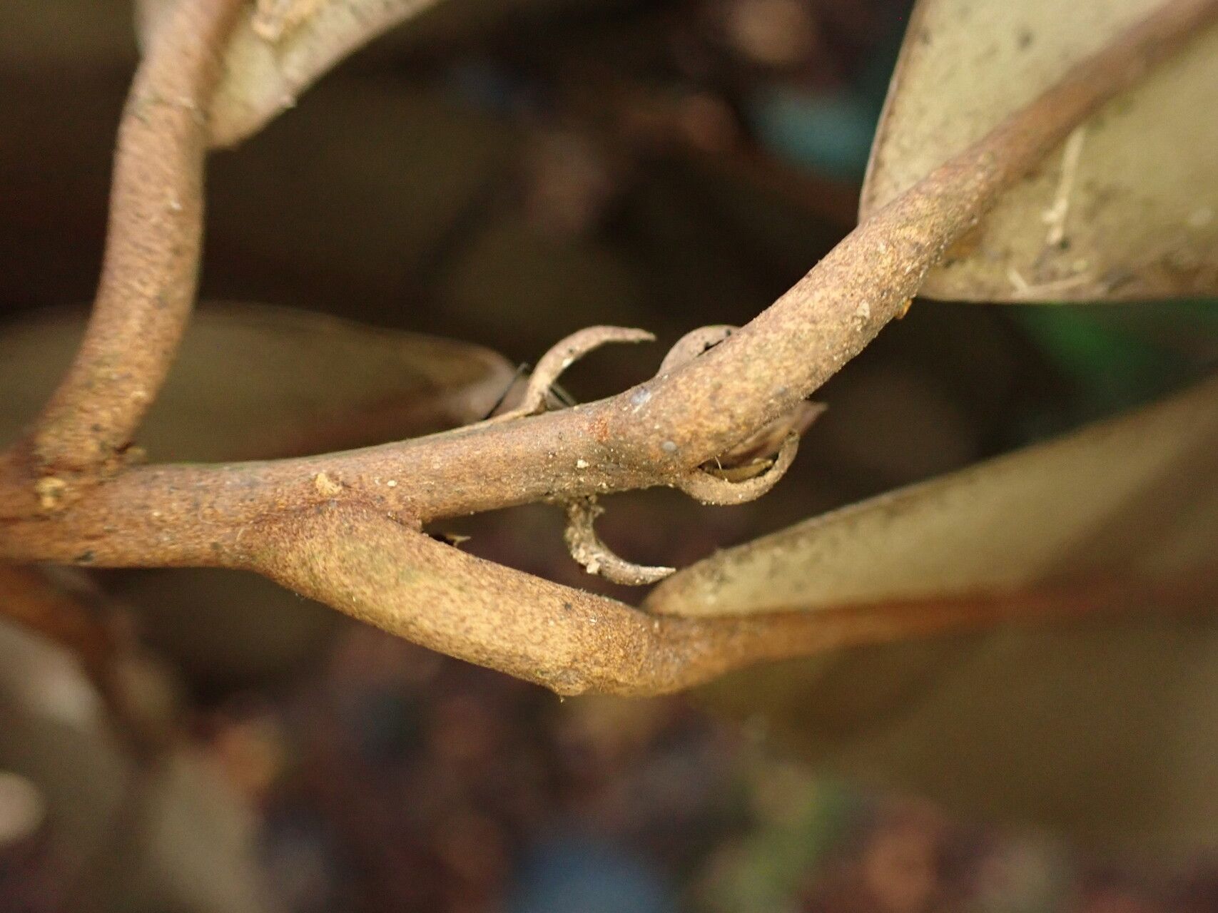 Englerophytum laurentii fruit