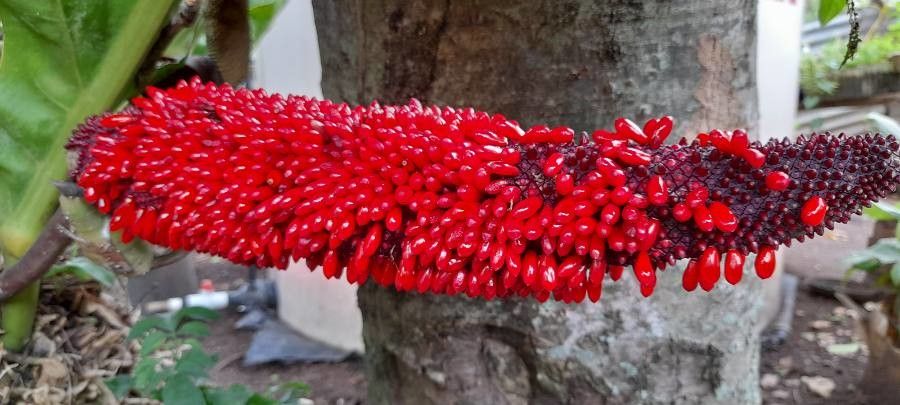 Anthurium salvinii fruit