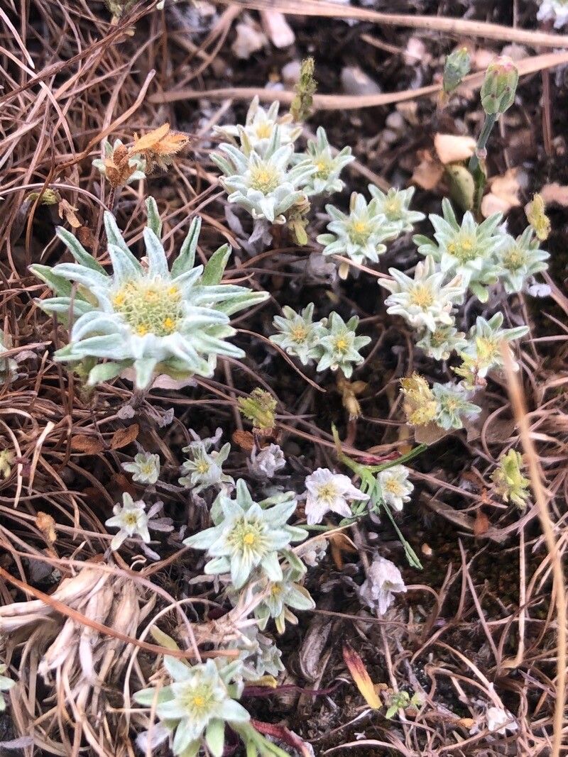 Filago carpetana flower