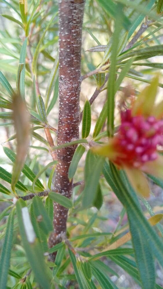 Lambertia formosa bark