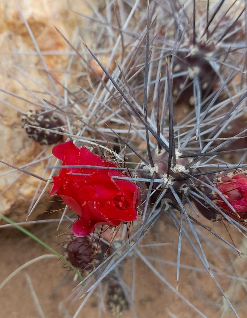 Tephrocactus nigrispinus flower