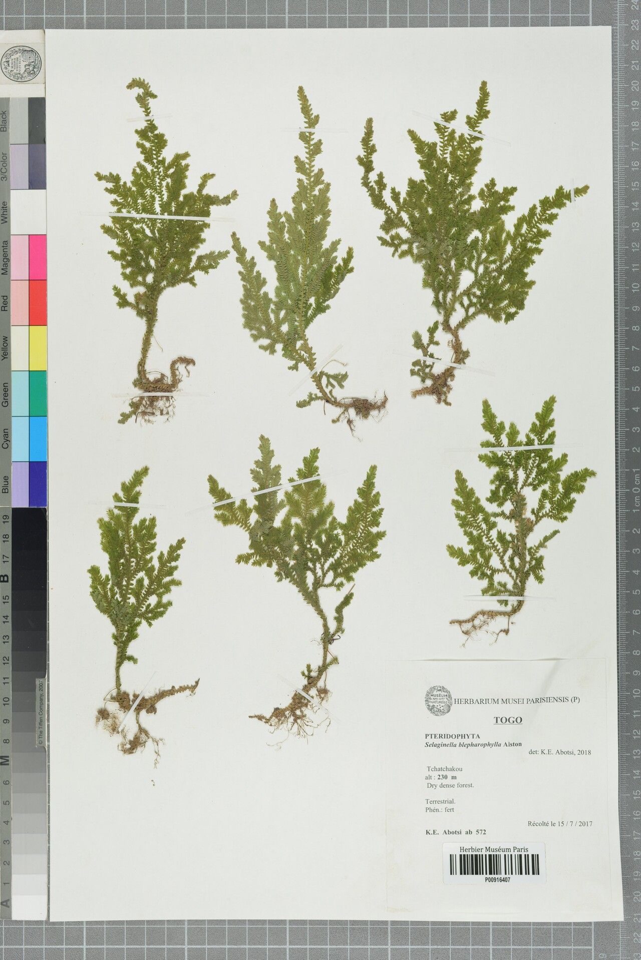 Selaginella blepharophylla — houseplant care guide