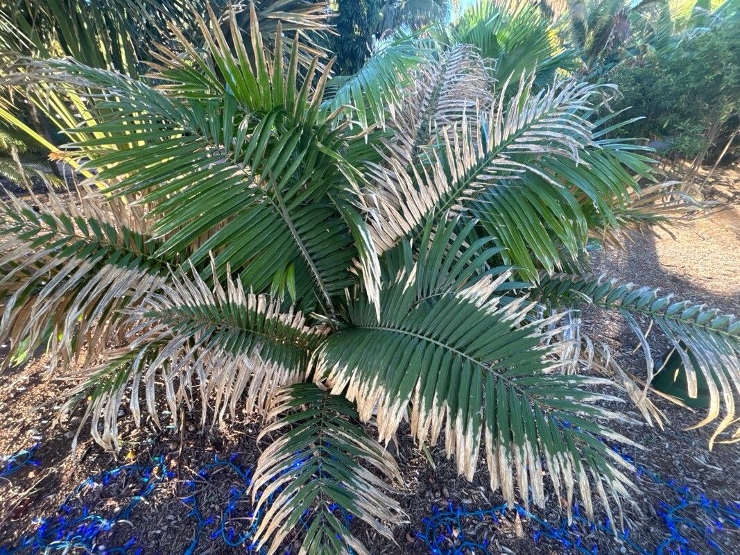 Calamus erectus — houseplant care guide