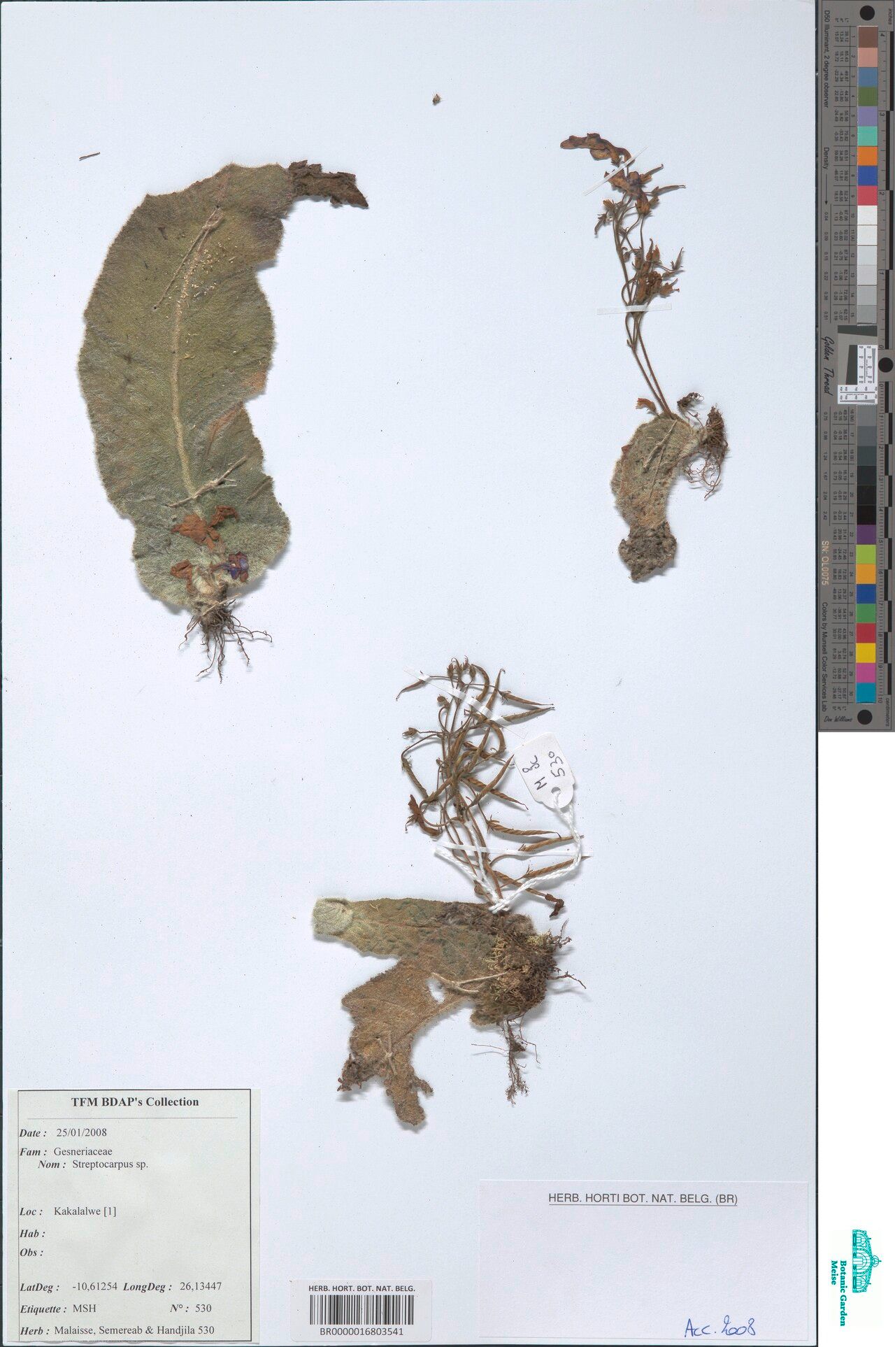 Streptocarpus malachiticola — search result for 'Streptocarpus'