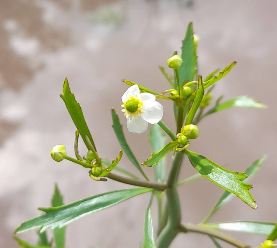 Ranunculus apiifolius flower