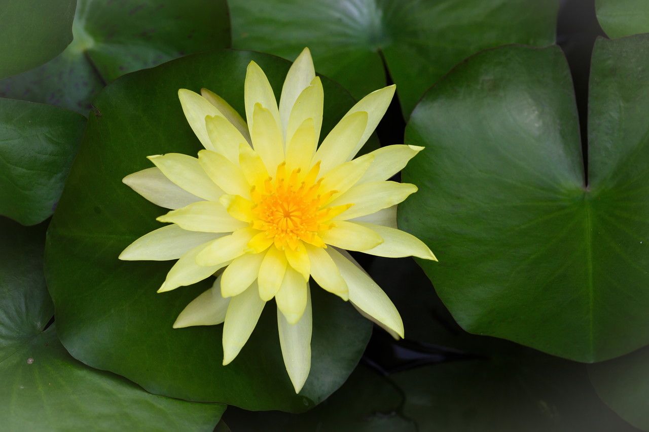 Nymphaea mexicana flower