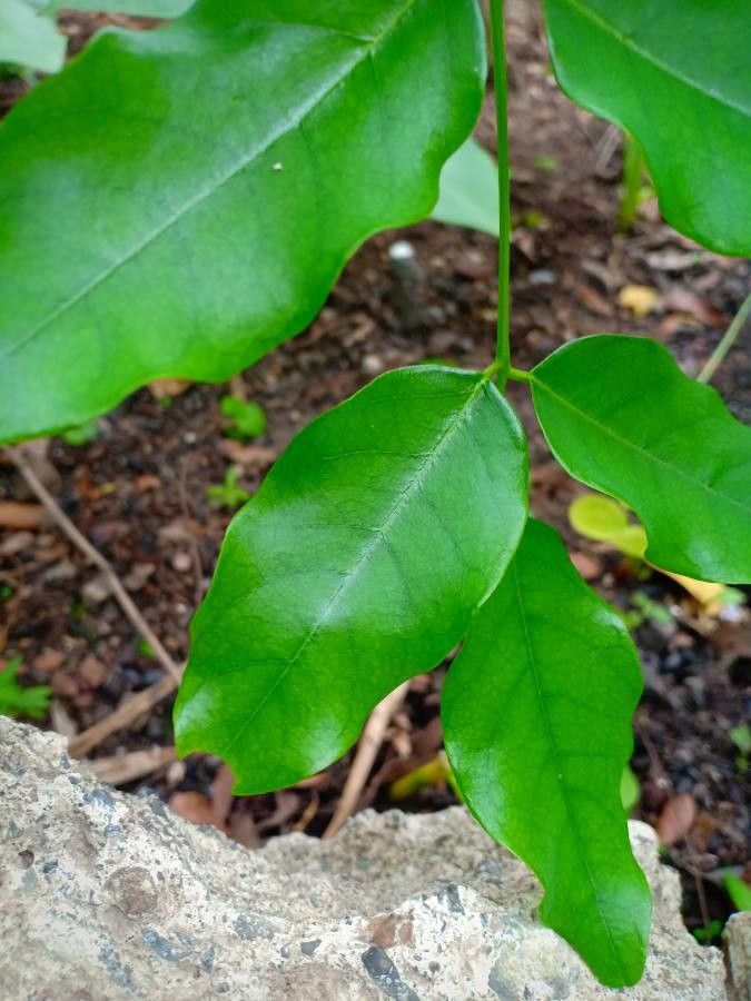 Pterocarpus rotundifolius — search result for 'Pterocarpus'