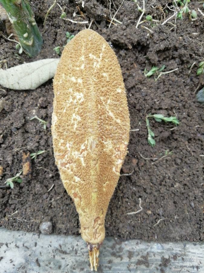 Pterospermum acerifolium fruit