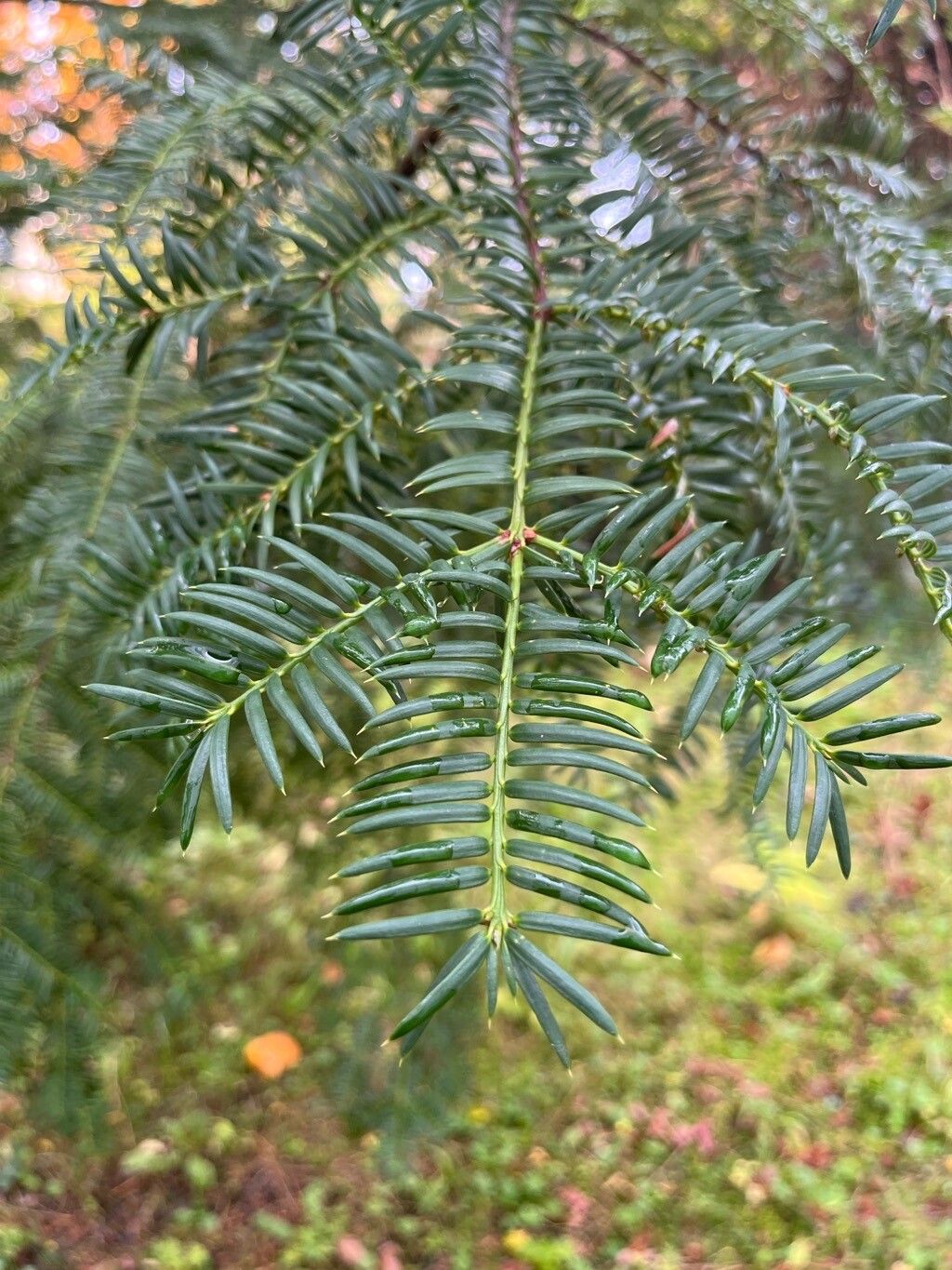 Torreya nucifera leaf