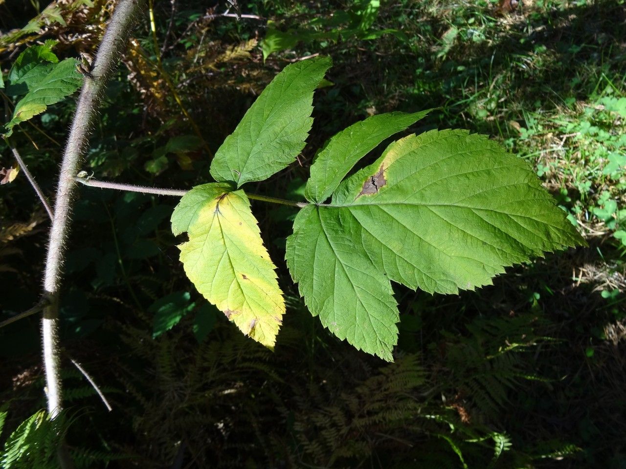 Rubus serpens leaf