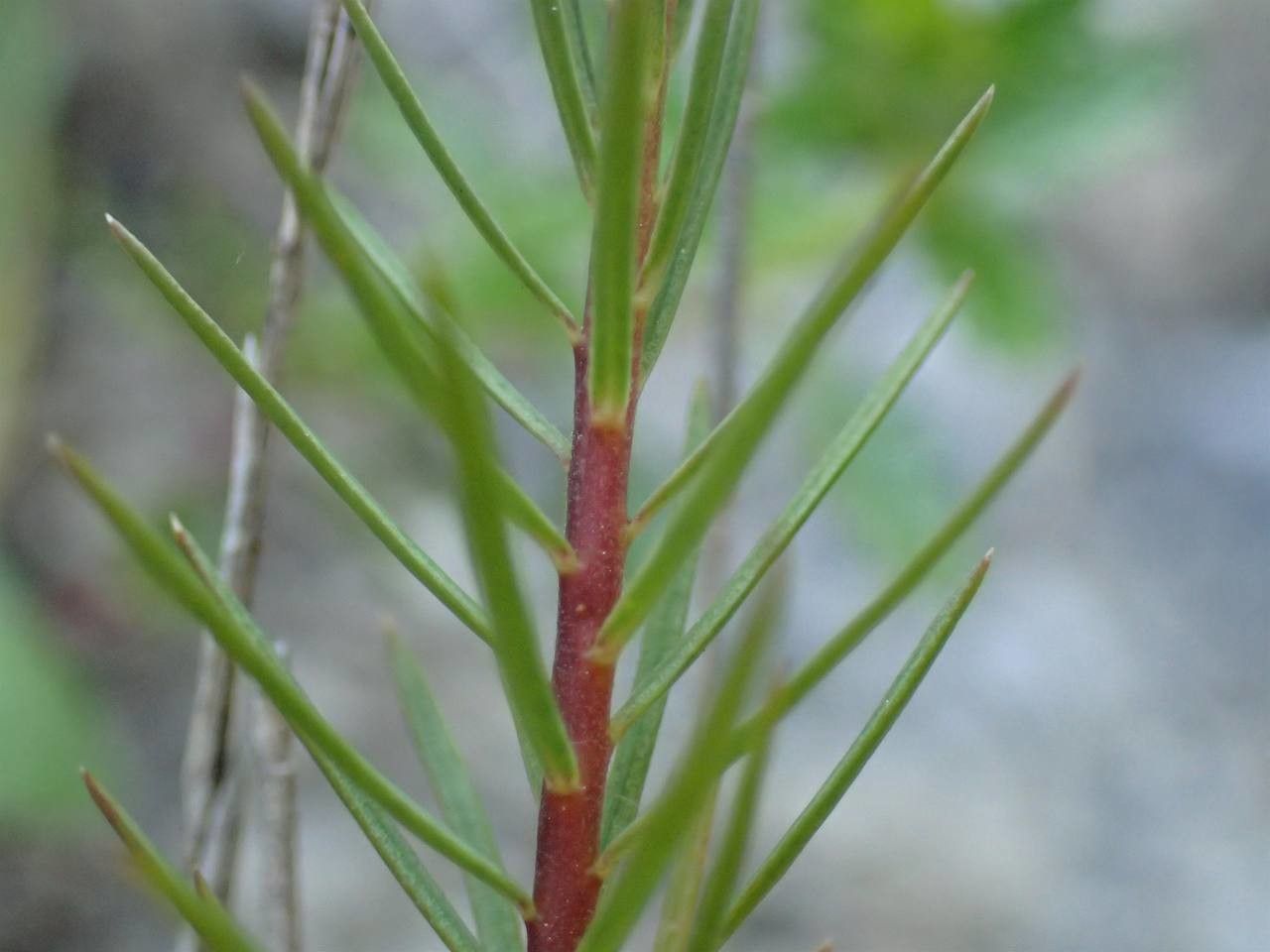 Linum tenuifolium leaf