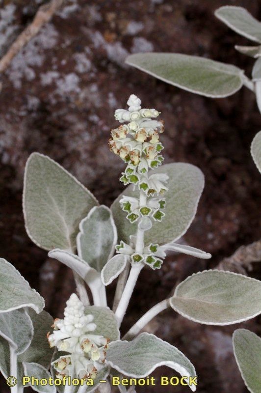 Sideritis brevicaulis other
