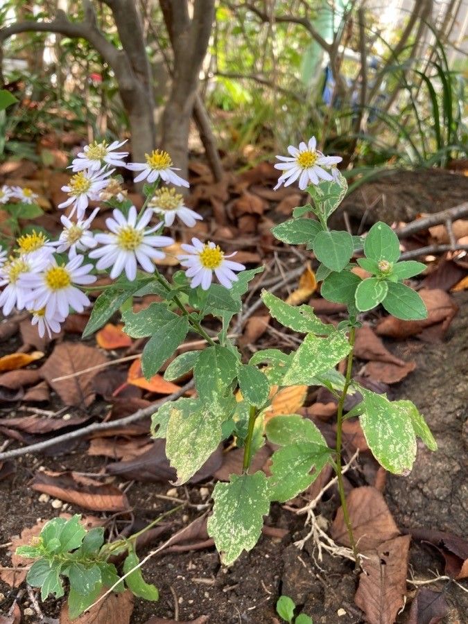 Aster ageratoides habit
