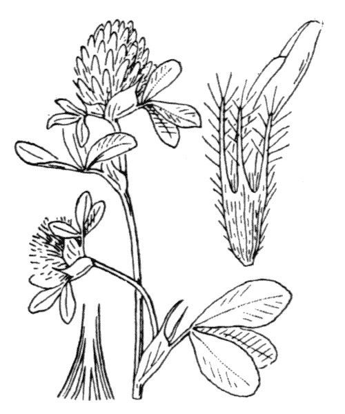 Trifolium pallidum other