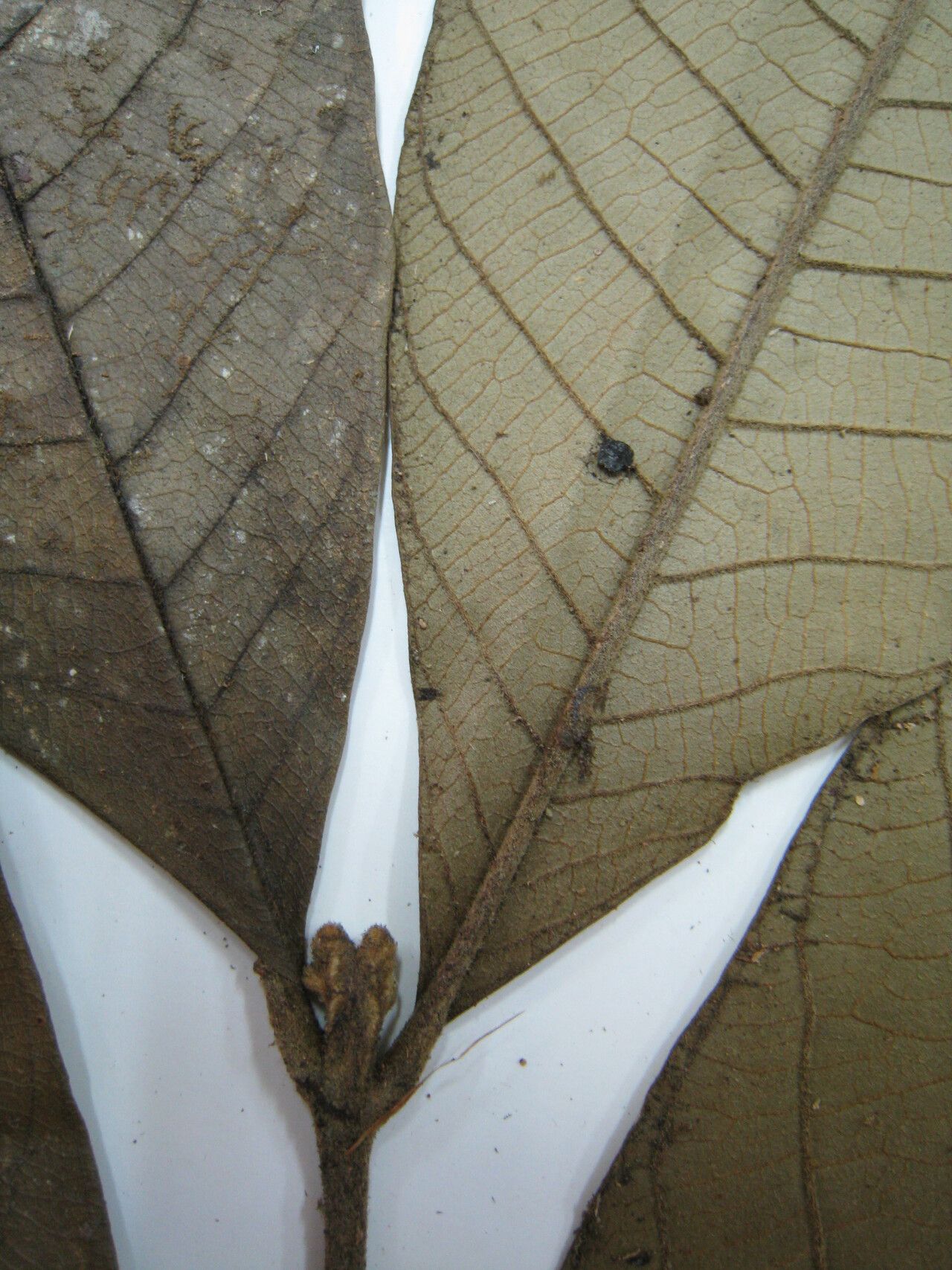 Guarea trunciflora other