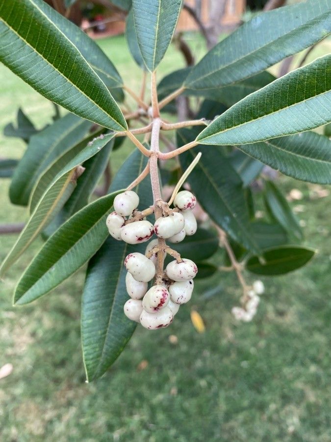 Ozoroa insignis fruit