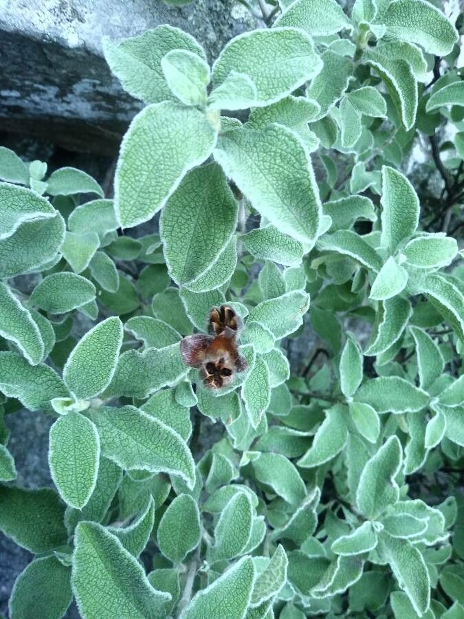 Cistus creticus fruit