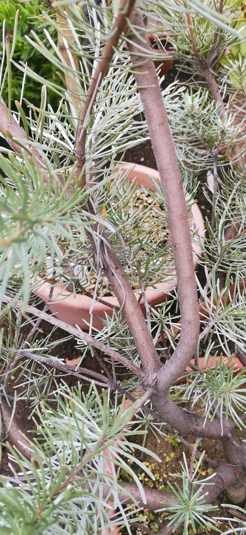 Leucadendron album bark