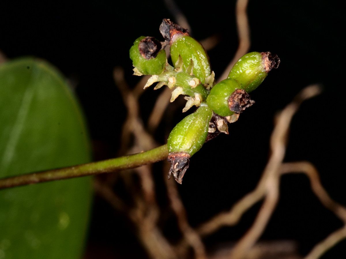 Bulbophyllum atrorubens fruit