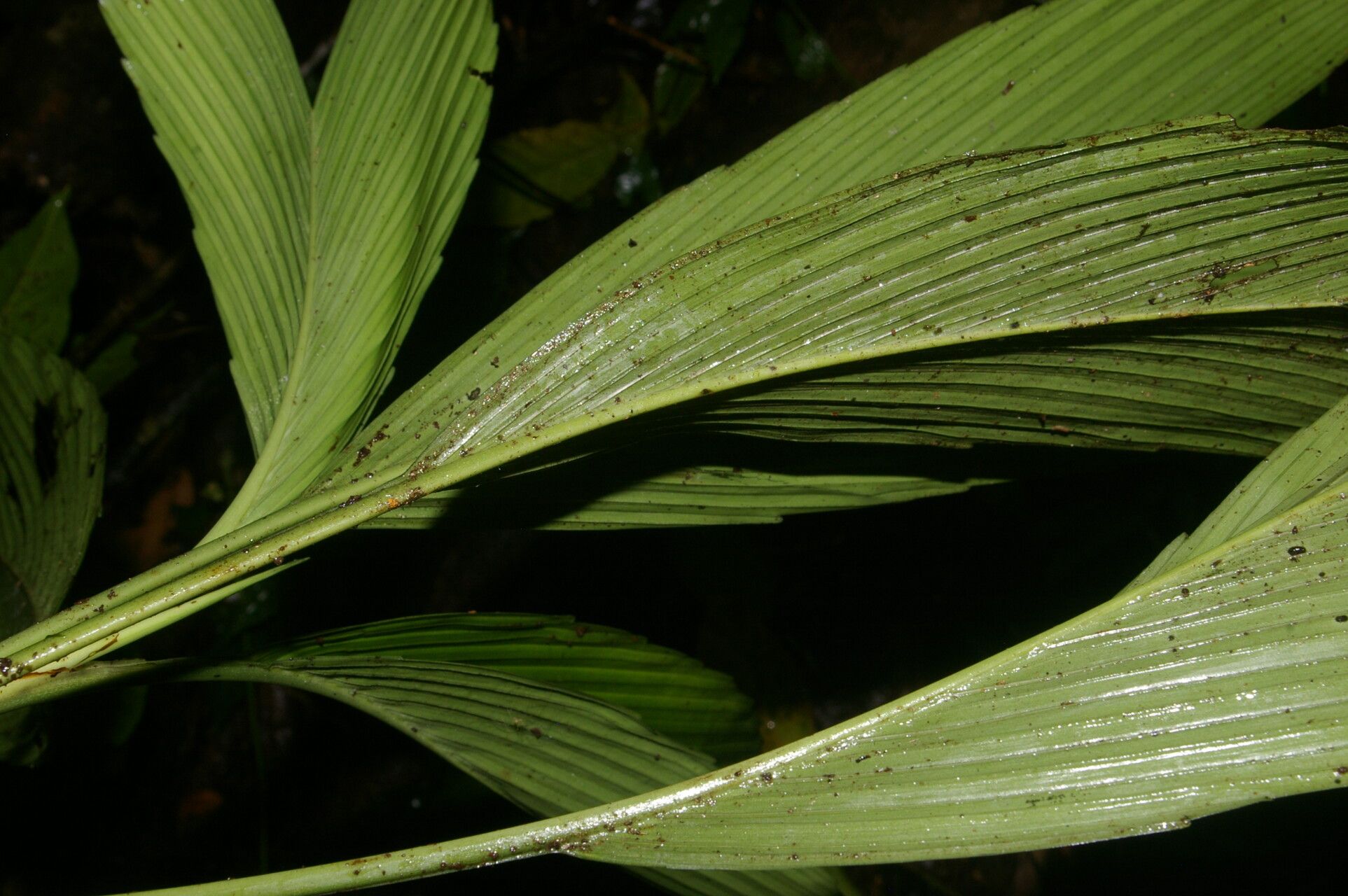 Chamaedorea pumila leaf