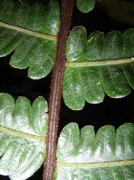 Diplazium striatum leaf