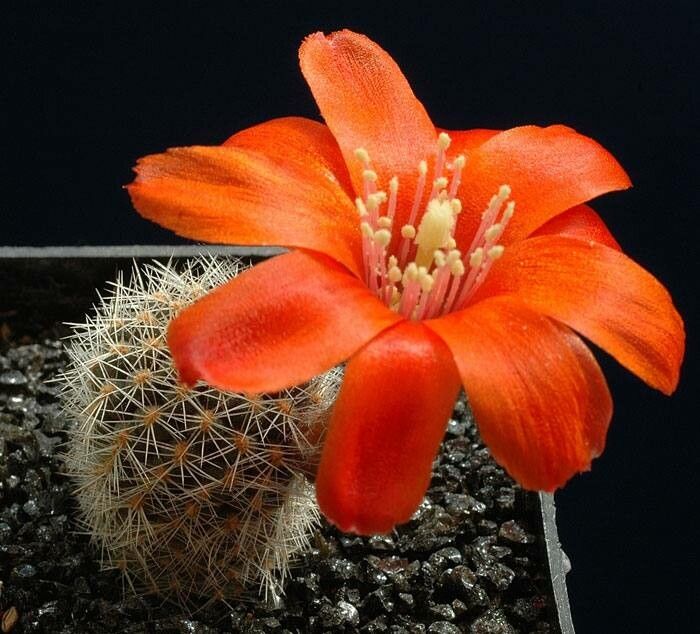 Aylostera pygmaea flower