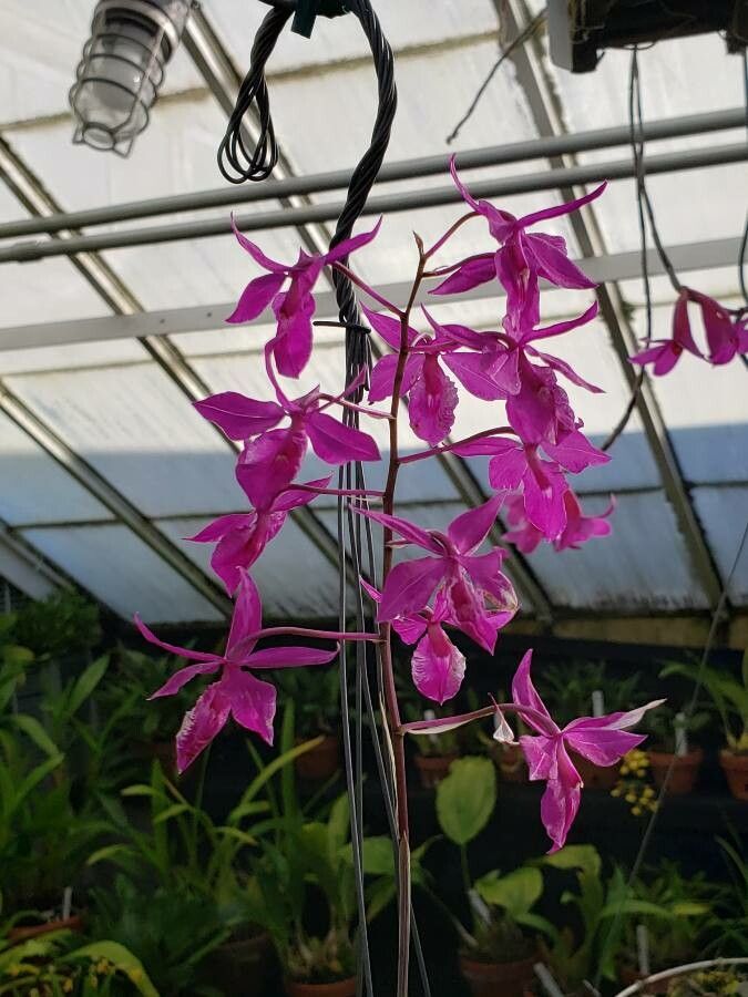 Barkeria scandens flower