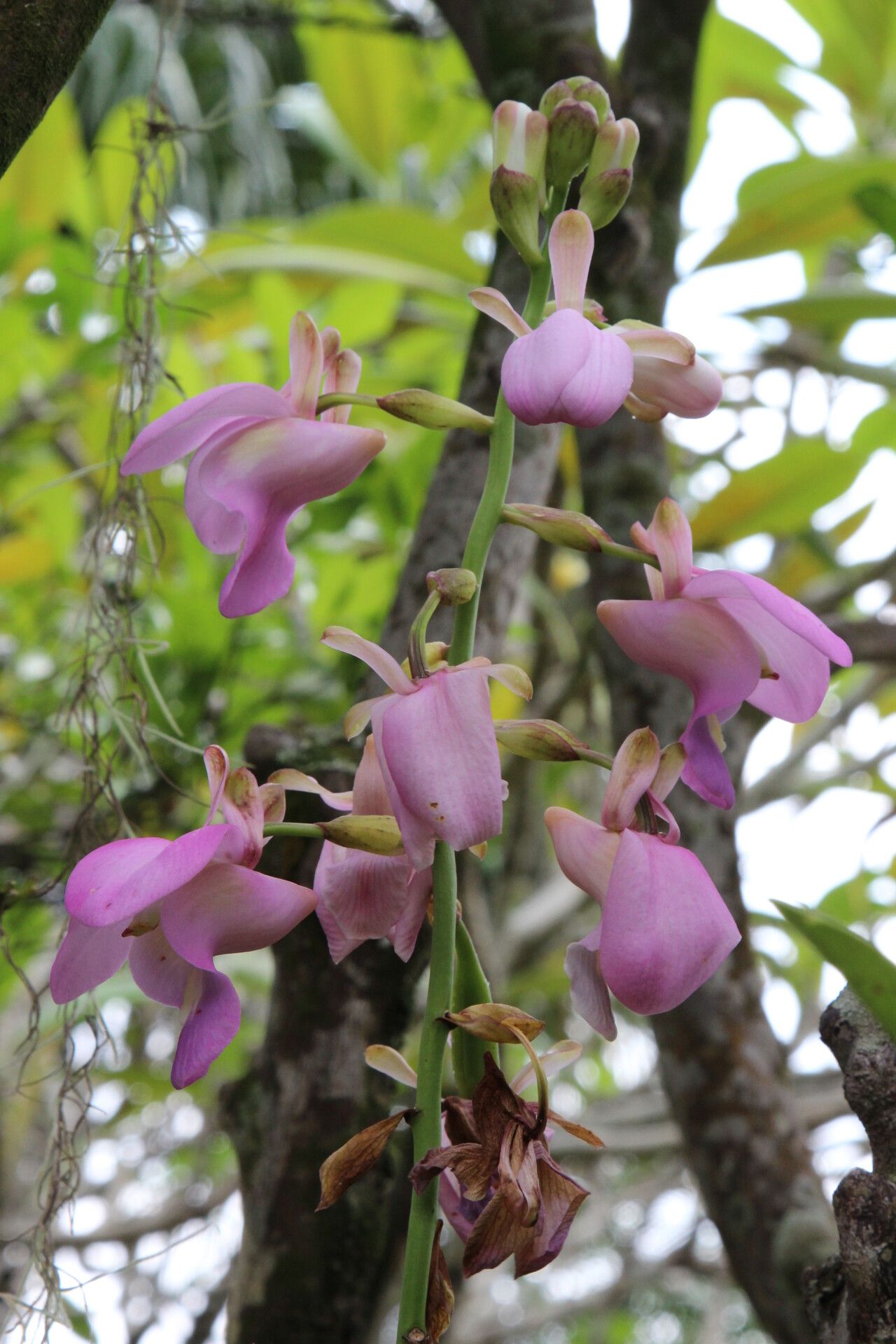 Eulophia bouliawongo flower