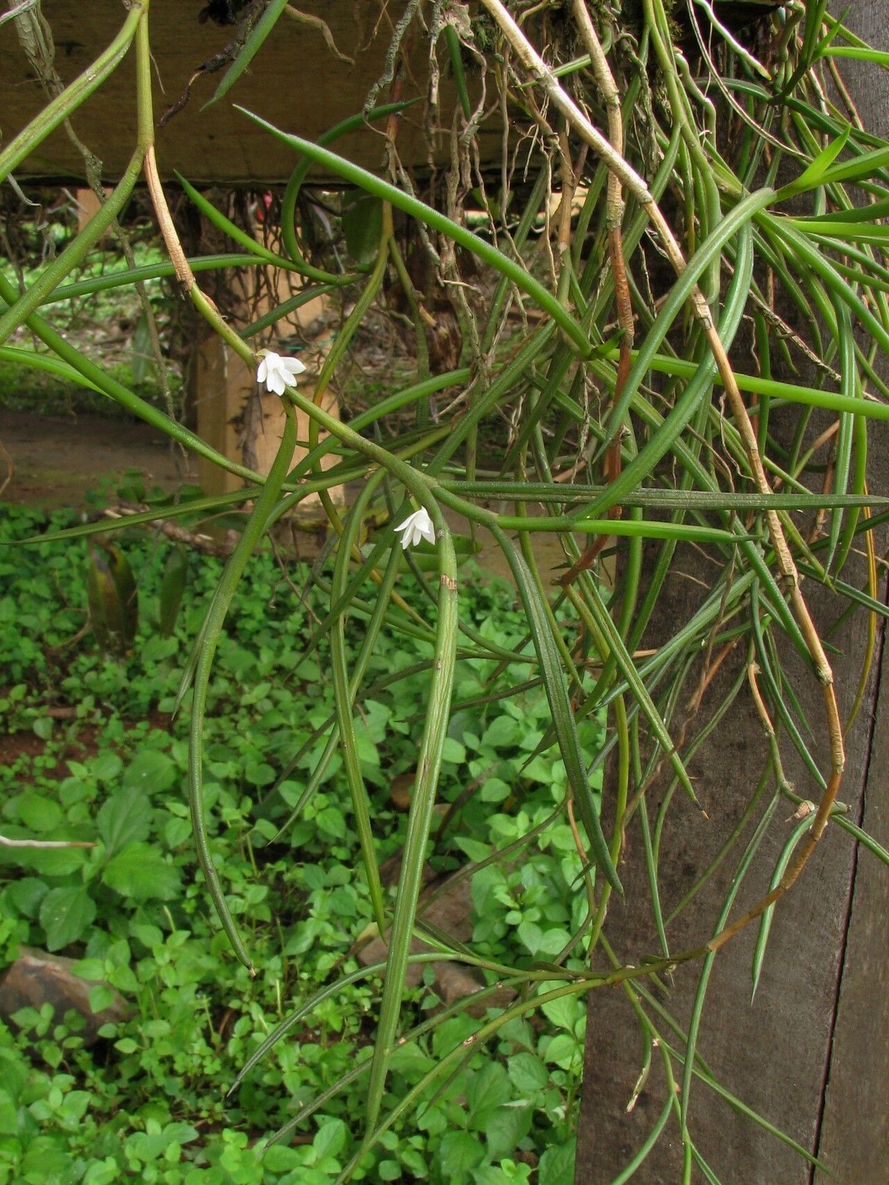 Angraecum subulatum habit