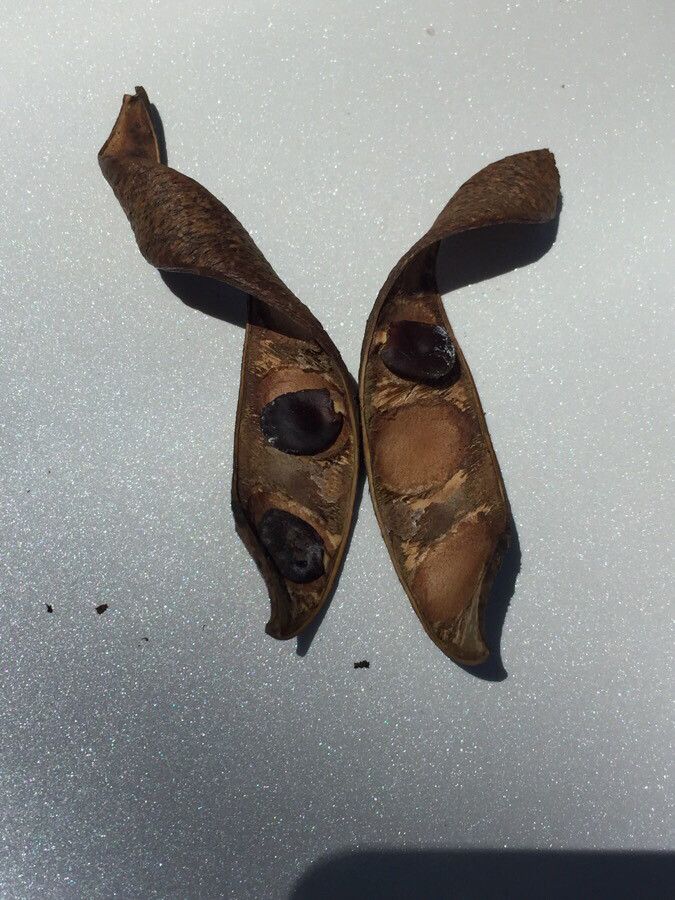 Pentaclethra macrophylla fruit