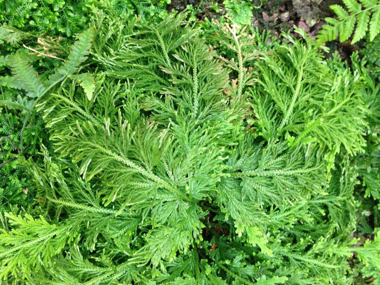 Selaginella viticulosa habit