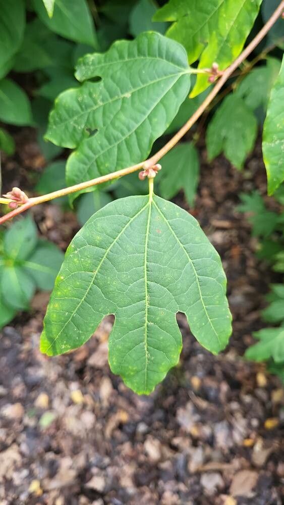 Lindera triloba leaf