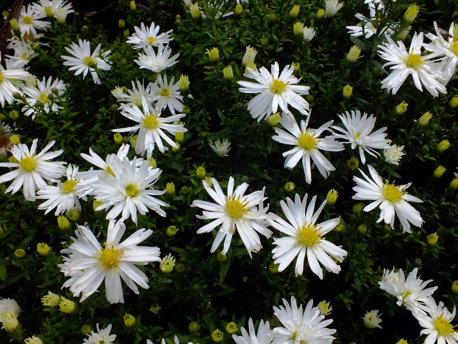 Aster dumosus flower