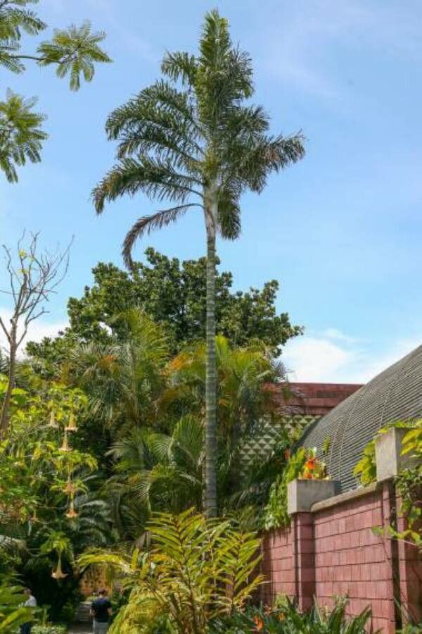 Dypsis madagascariensis habit