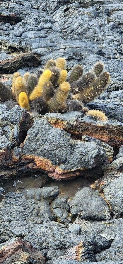 Brachycereus nesioticus — houseplant care guide